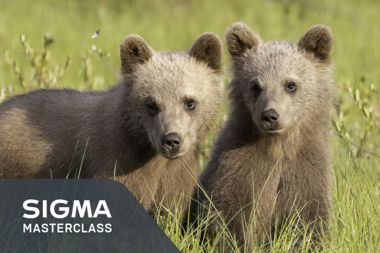 SIGM Photographing Bear Cubs in Finland with Paul Fowlie 25 - 30 July 2025A EVENTS THUMBNAIL