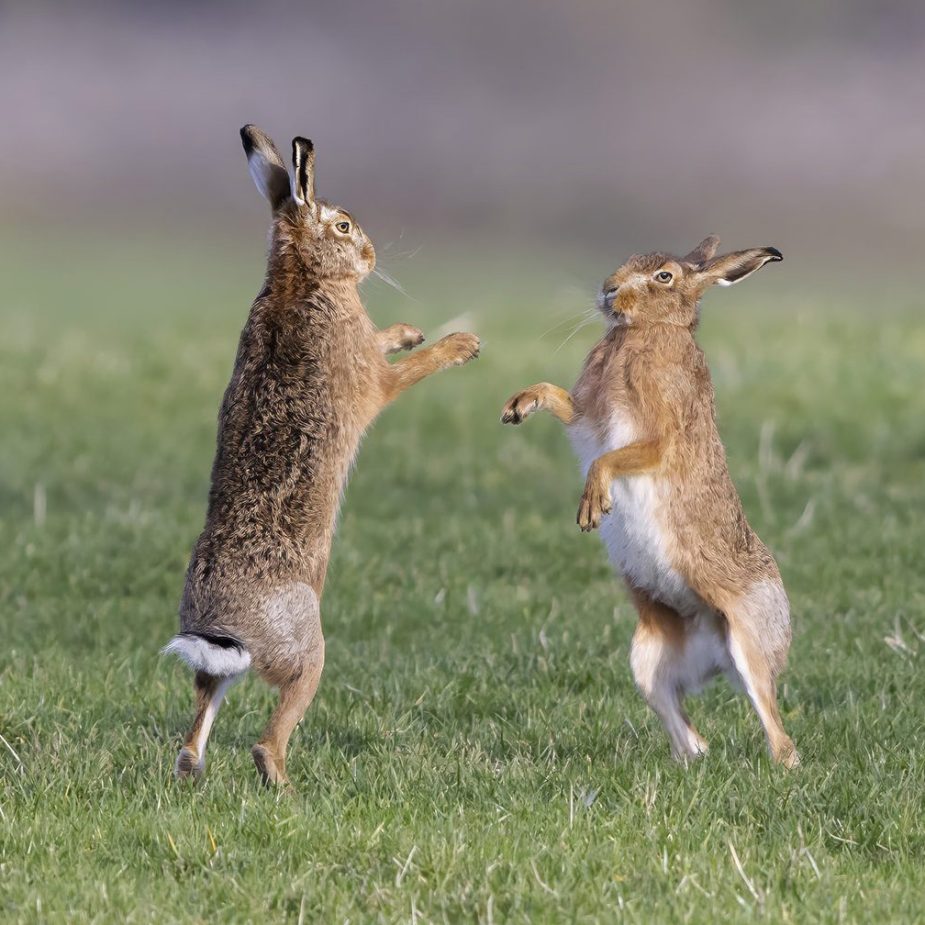 Boxing-Hares-Apart