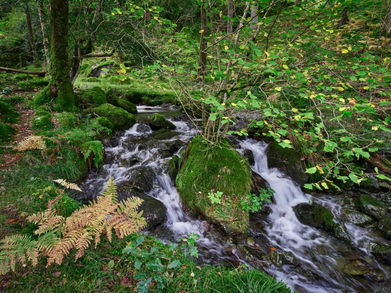 Dalt Wood Stream 0763 (2500px)