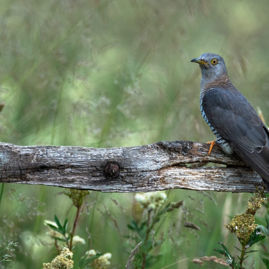 Female Cuckoo amomst grasses-topaz-denoise-sharpen
