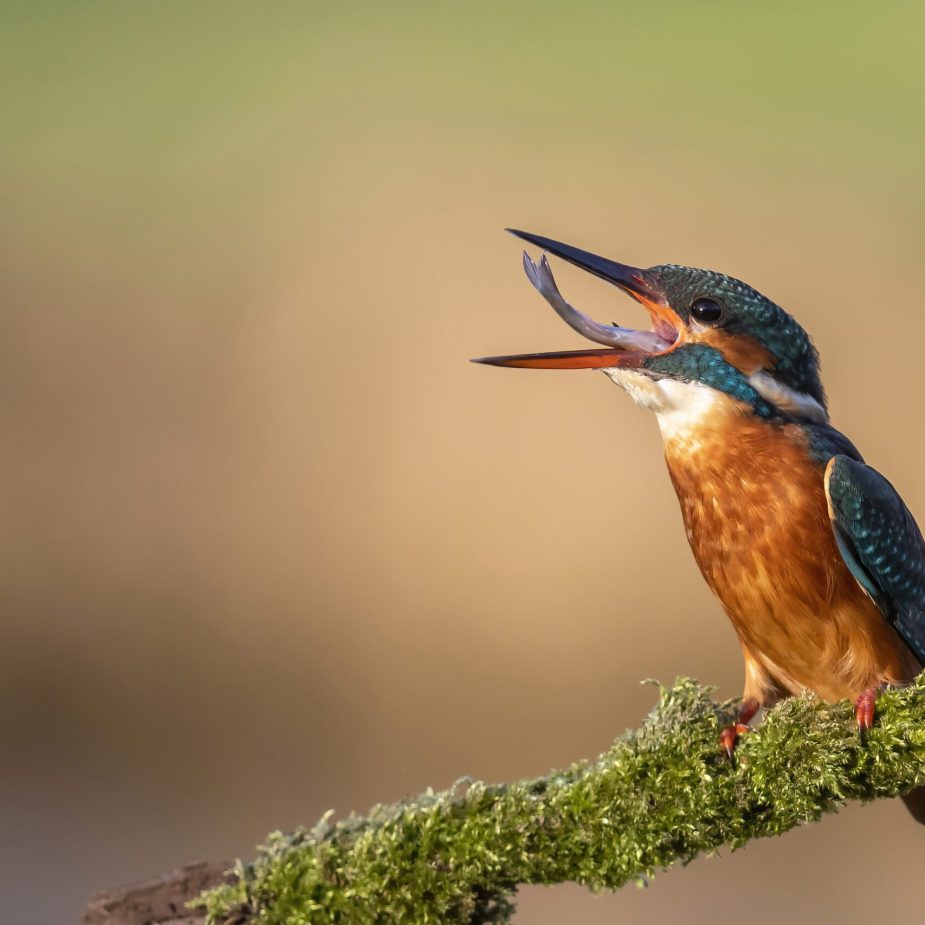 Kingfisher-eating-fish-DeNoiseAI-denoise