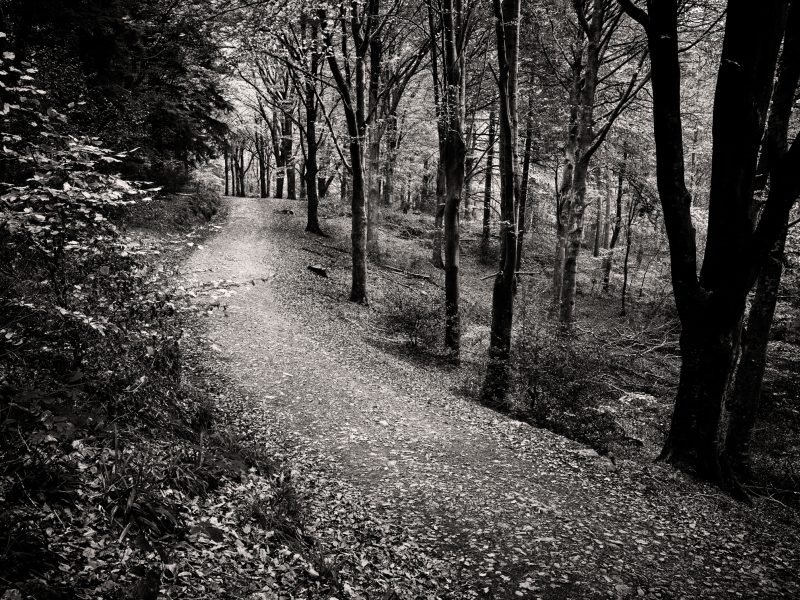 Lanthwaite Wood 1811 BW2 (2500px)