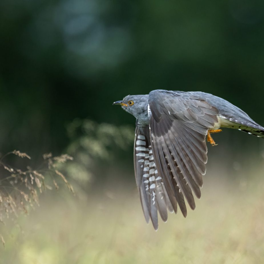 Male Cuckoo flying-topaz-denoise-sharpen