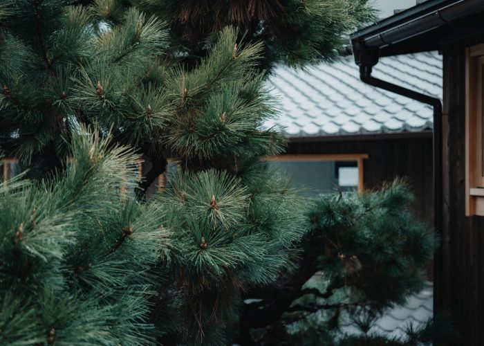 Naoki Miyashita