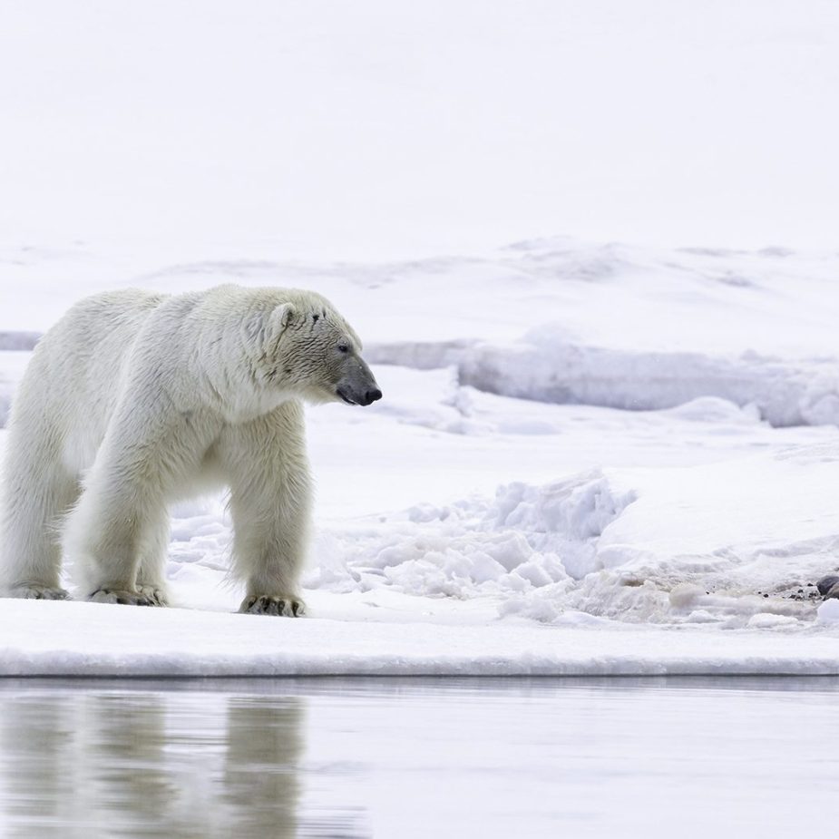 Polar-Bear-staring-into-the-sea-DeNoiseAI-denoise