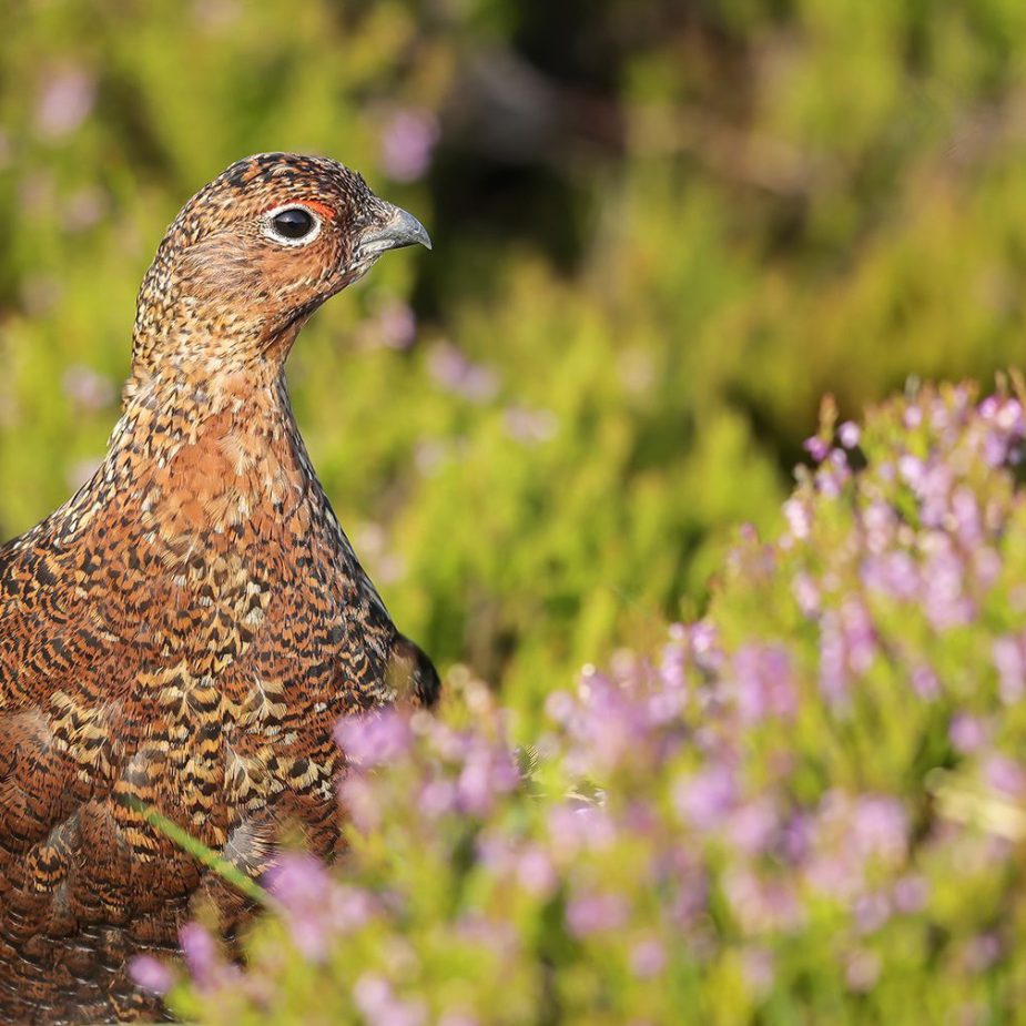 Red-Grouse-in-pink-heather-denoise-denoise