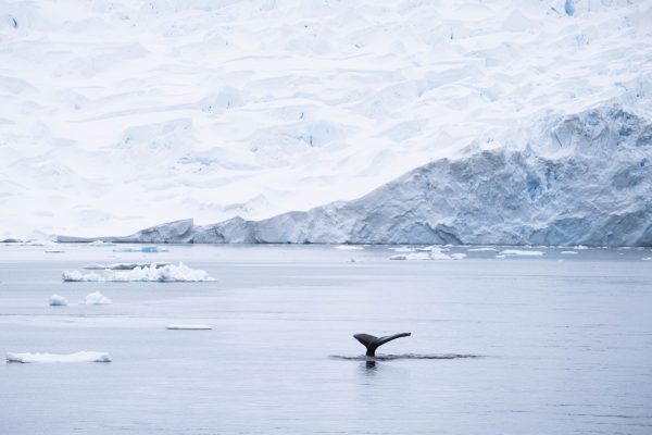 I had a hard time shooting Whales given their unpredictability! I like the balance of this shot though with the
icebergs, the distant glacier and the perfectly placed Whale fluke. Thanks Whale!