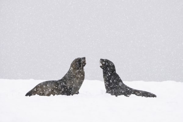 This shot of the seals facing off was shot at 380mm. It took a bit of practice getting the focus through the snow, but the results were well worth it.